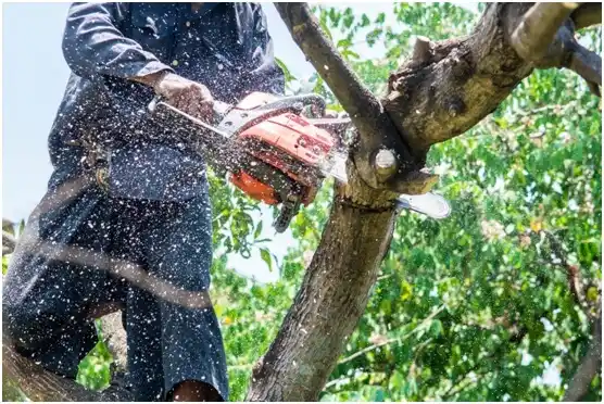 tree services Osseo
